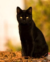 A photo of a black cat representing Mark Evans